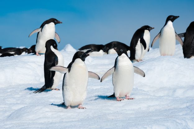 Adelie Penguins.