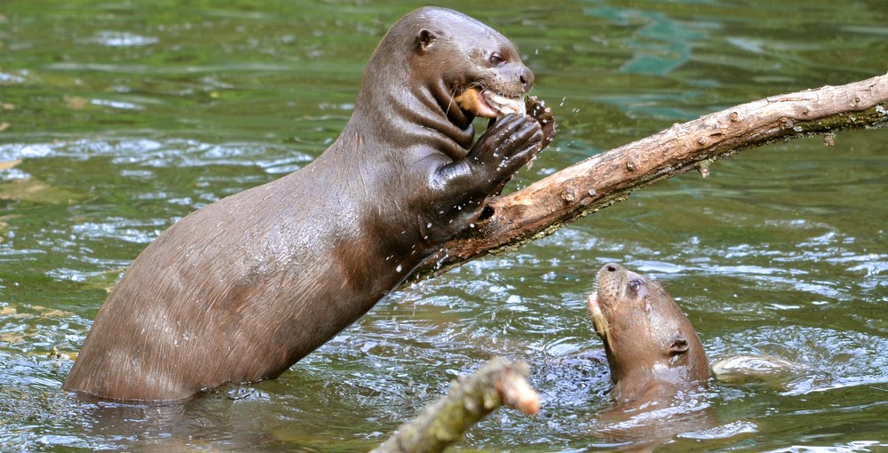 Amazon_Giant_River_Otter_shutterstock_94554097