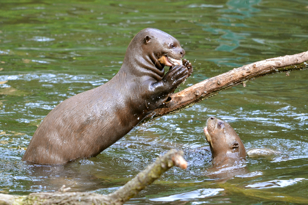 Amazon River Otter