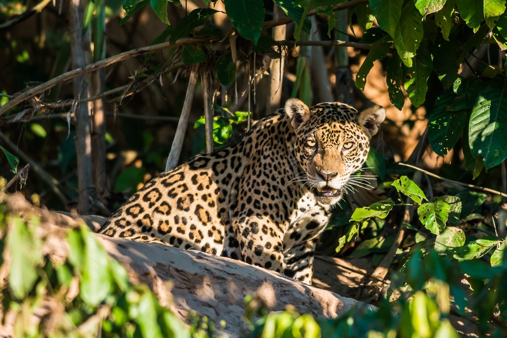 Jaguar in Brazil