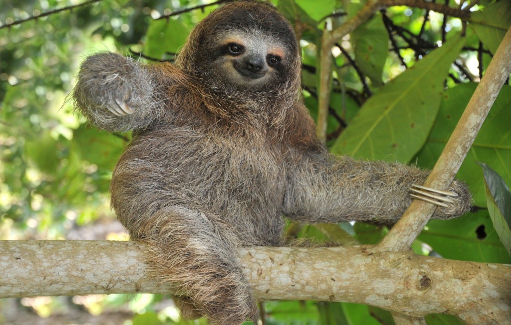 Amazon_Sloth_shutterstock_31538605 (2)