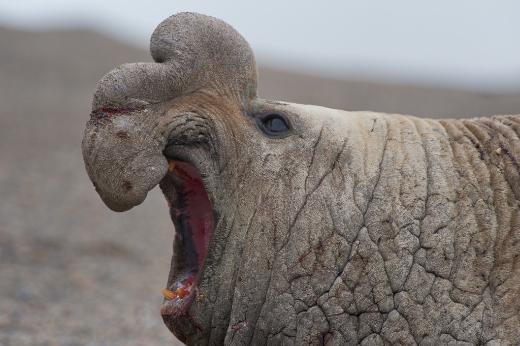 Elephant Seal