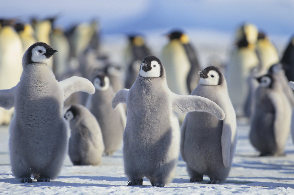 Penguins on Antarctica. 