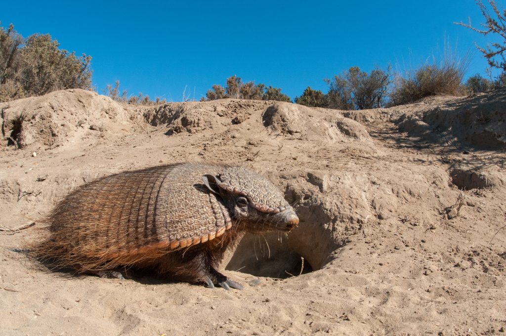 Patagonian Armadillo next to its burrow