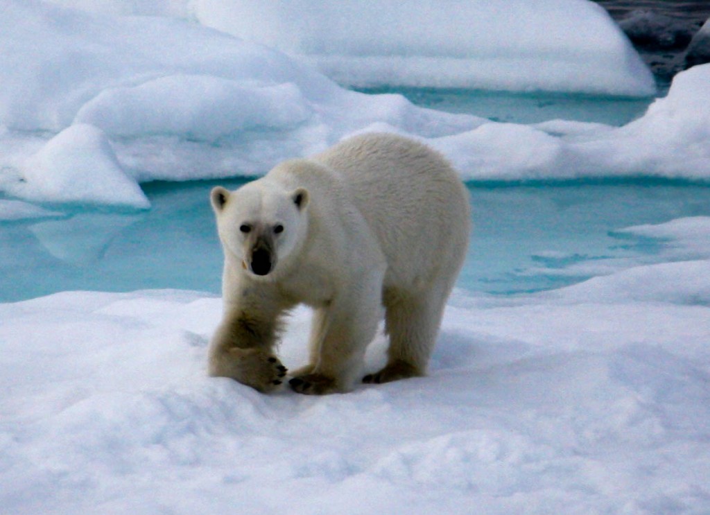 Polar Bear in the Arctic