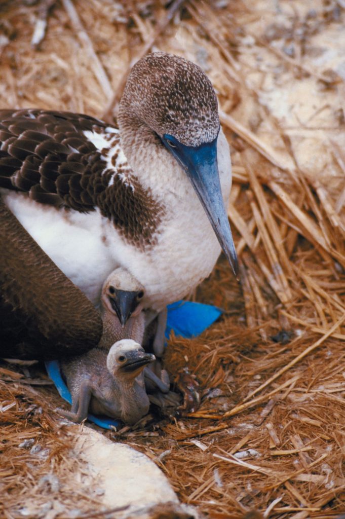 Blue footed booby