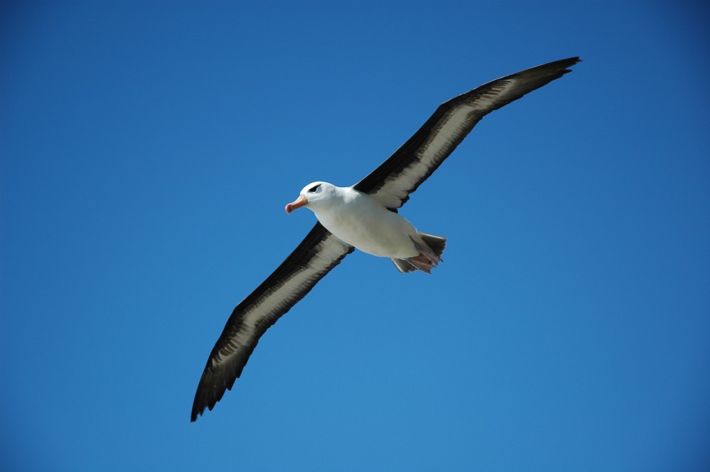 Waved Albatross