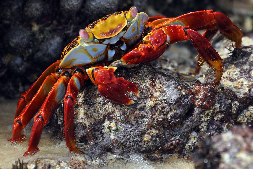 Sally lightfoot crab