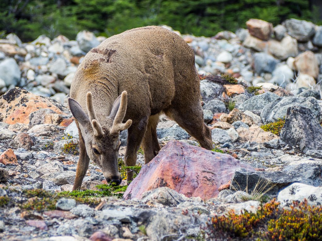 Huemul deer eating grass in Argentina Patagonia