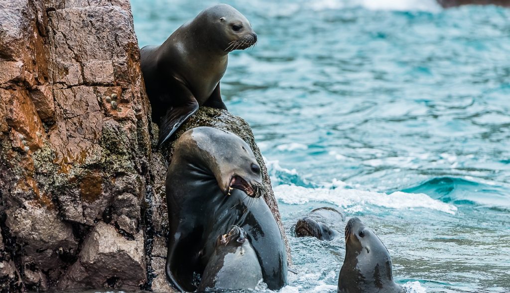 Sea lions fighting for a rock in the peruvian coast at Ballestas islands Peru