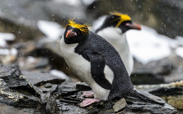 Macaroni Penguin.