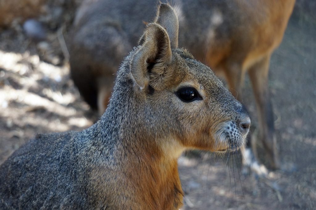 Oatagonian Mara 