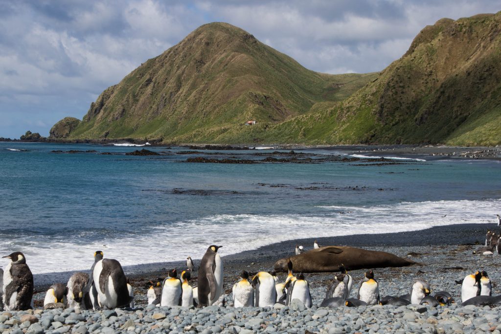 Macquarie Island