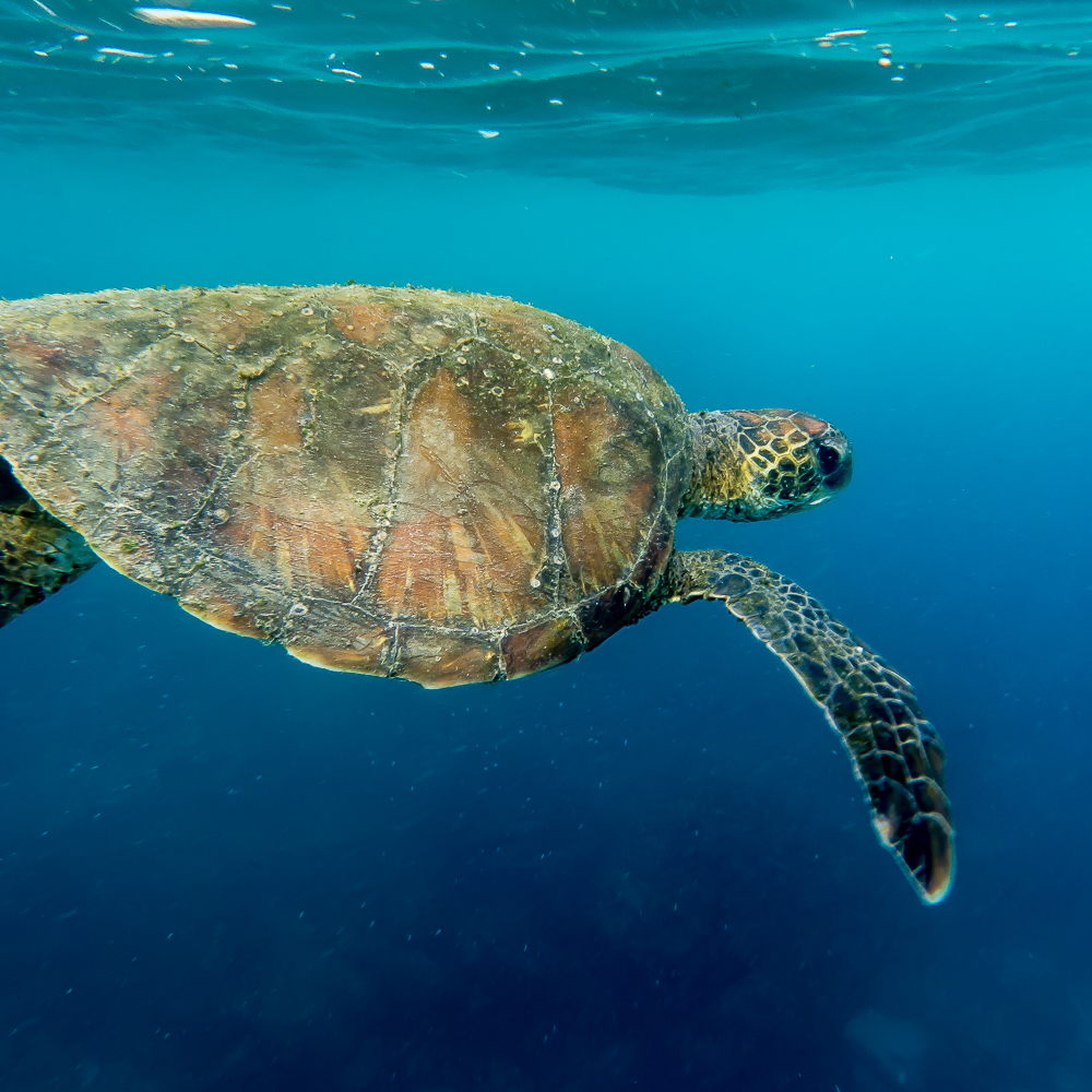 Whalers captured and killed thousands of giant Tortoise for both food and oil, which lead to the extinction of may Tortoise species on the islands. 