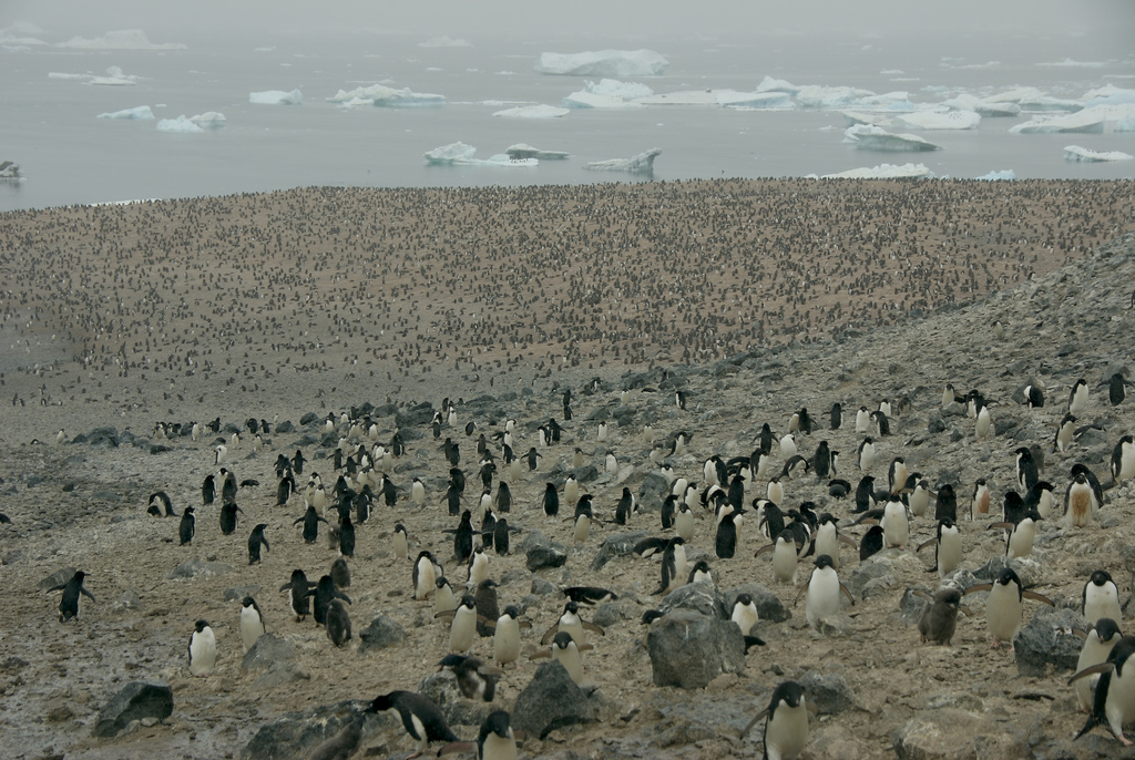 paulet island antarctica