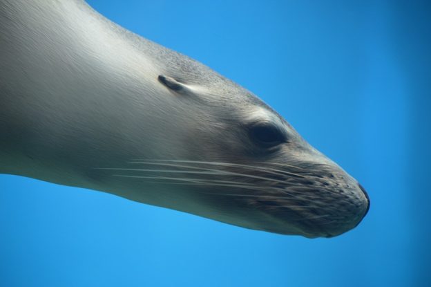 A seal swimming in the ocean.