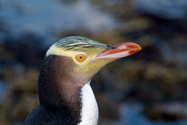 Yellow Eyed Penguin.