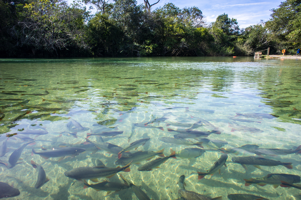 Clear River in Bonito, Brazil. 