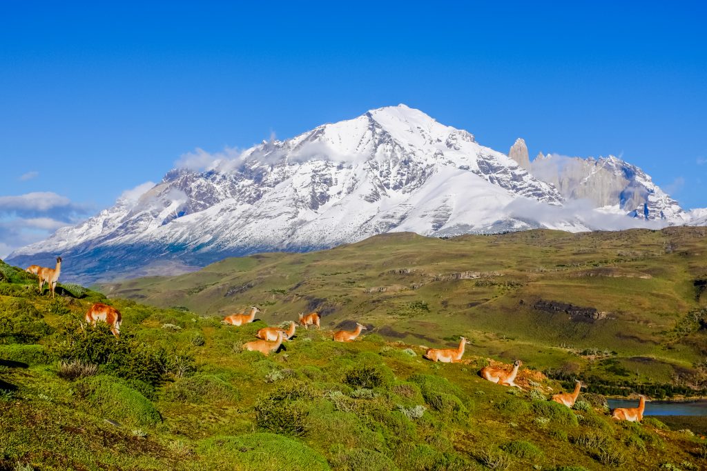 Beautiful morning view of mountain, river, and a group of guanacos at Torres del Paine National Park, Chile. credit shutterstock