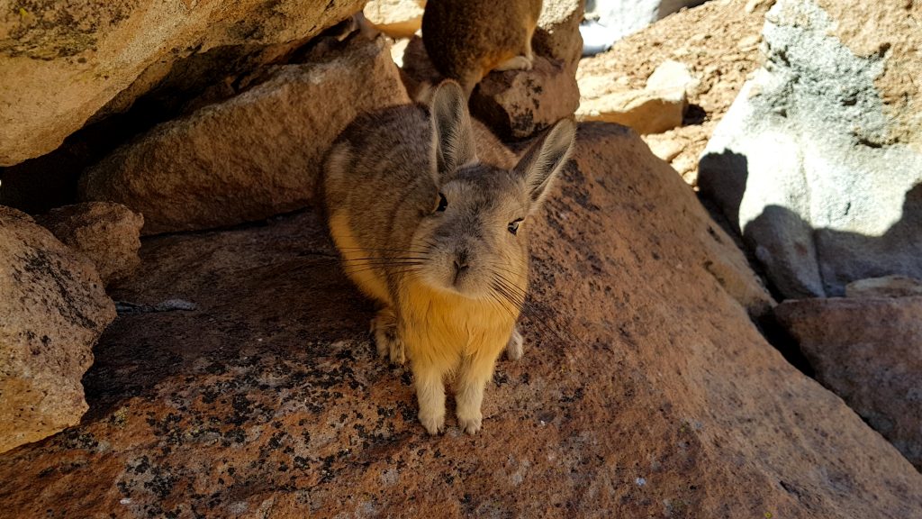 Viscacha, similar to chinchillas credit shutterstock