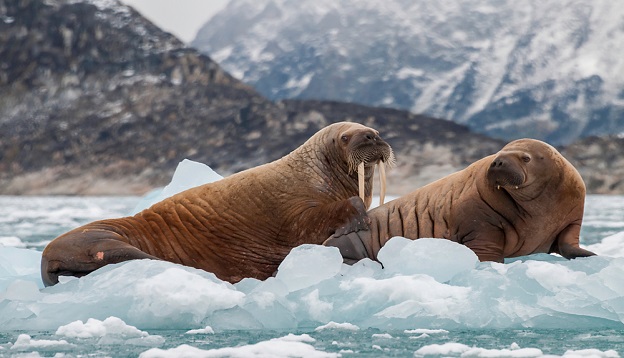 Walrus and her pup floating on ice in a fjord , Eastern Greenland