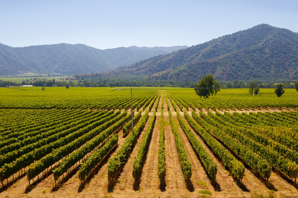 Vineyard in Vina del Mar. 