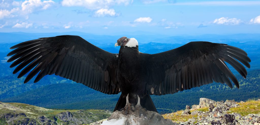 Andean condor (Vultur gryphus) in wildness area credit shutterstock