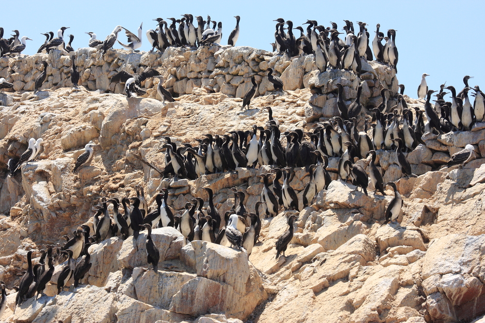 Paracas and the Ballestas Islands of Peru