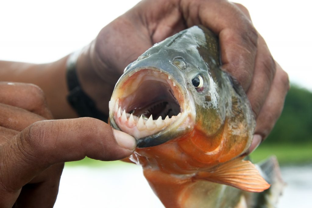 Piranha.