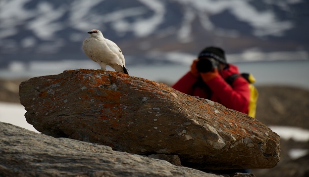 Male ptarmigan on a rock. 