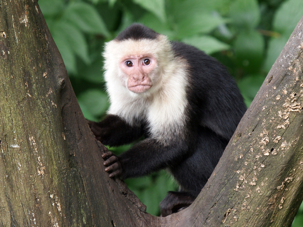 White-headed capuchins in tree