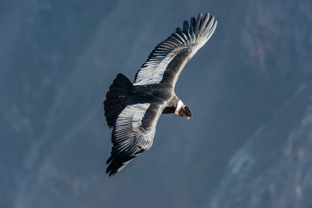 Andean Condor