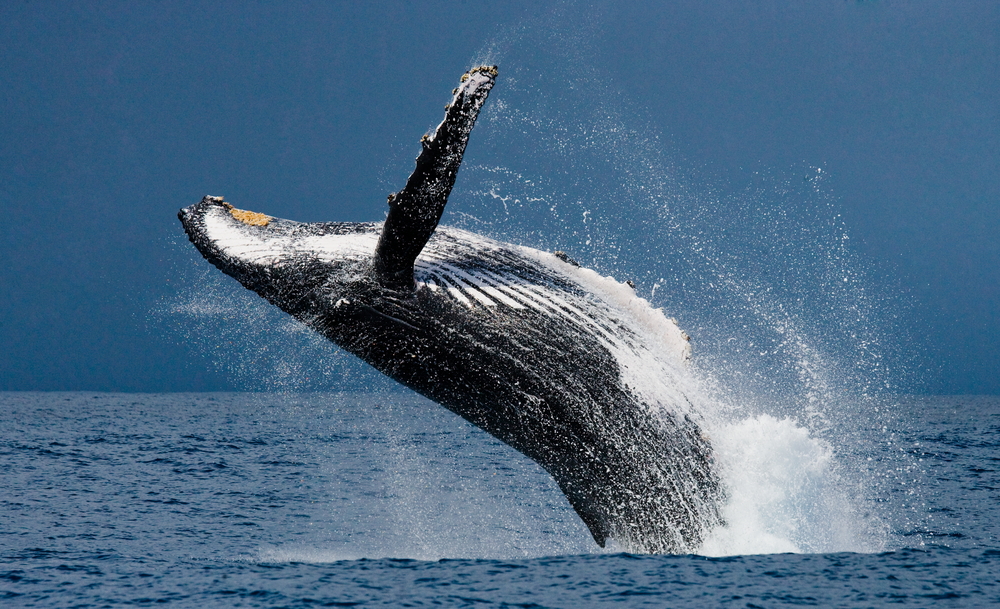 Antarctic whales