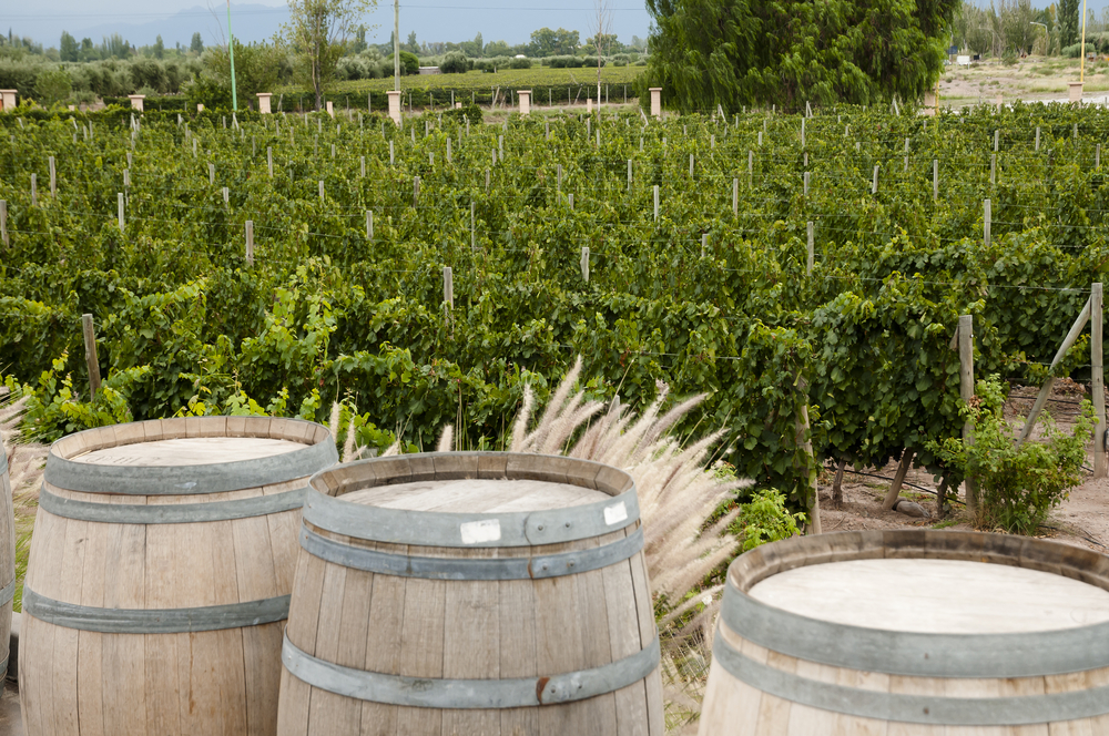 A vineyard in Mendoza, Argentina