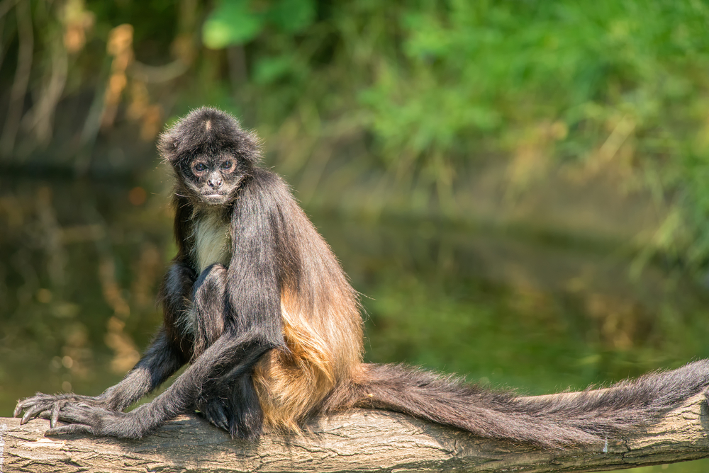 Geoffroy’s spider monkeys in tree in water