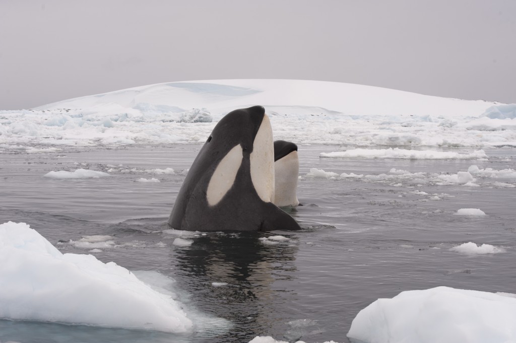 Antarctic whales