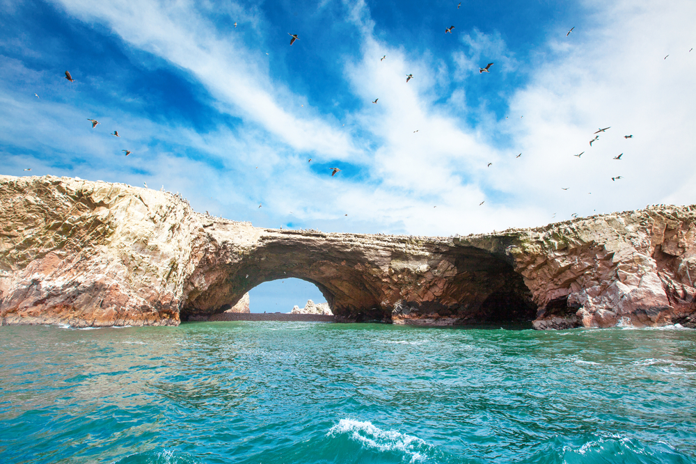 Bird wildlife in the Ballestas Islands