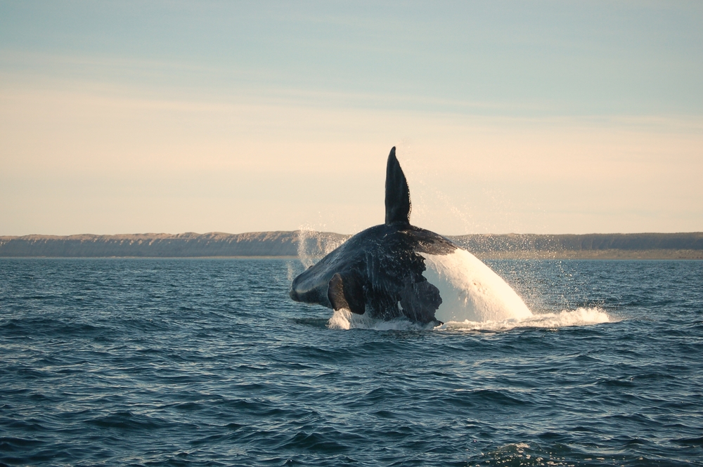 Southern Right Whale off the coast of Patagonia Argentina.