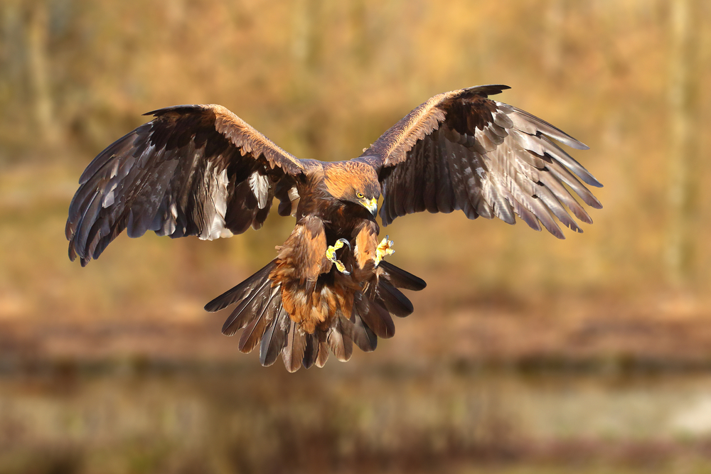 The National bird of Mexico: the Golden Eagle