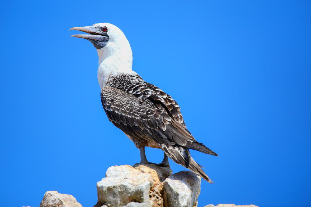 A Peruvian Booby