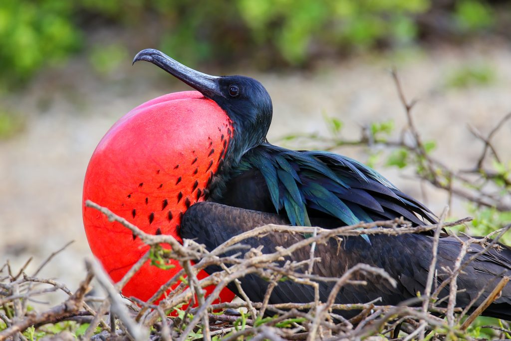 Male Great Frigatebird (Fregata minor) on Genovesa Island, Galapagos National Park, Ecuador - Island Guide