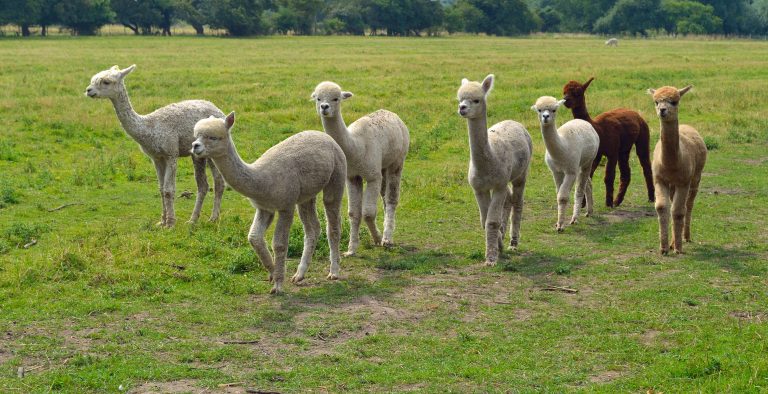 Alpacas in field walking credit shutterstock