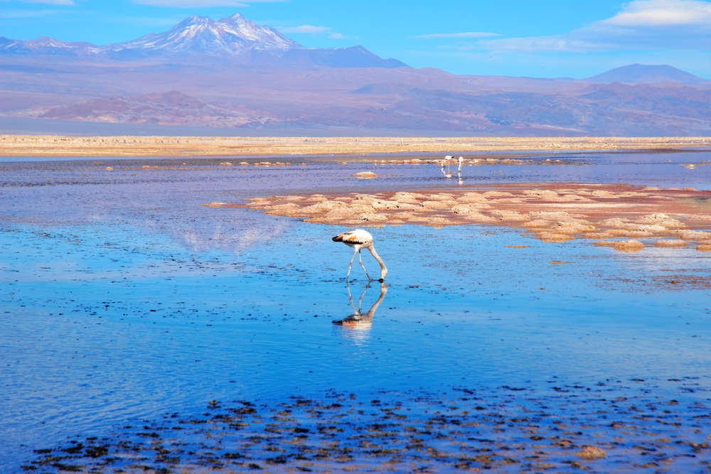 Close up of a flamingo in the Laguna Chaxa