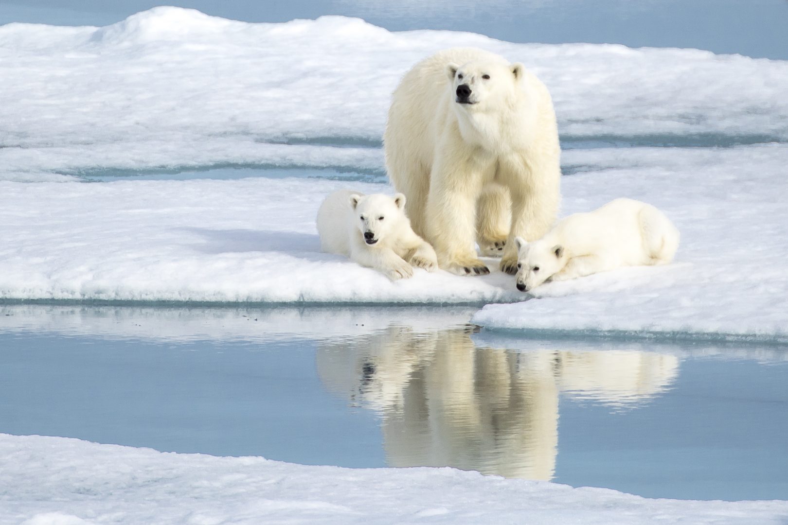 Svalbard polar bear