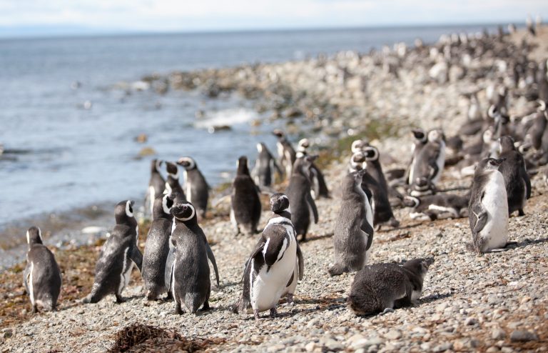 Tierra del Fuego - Ushuaia