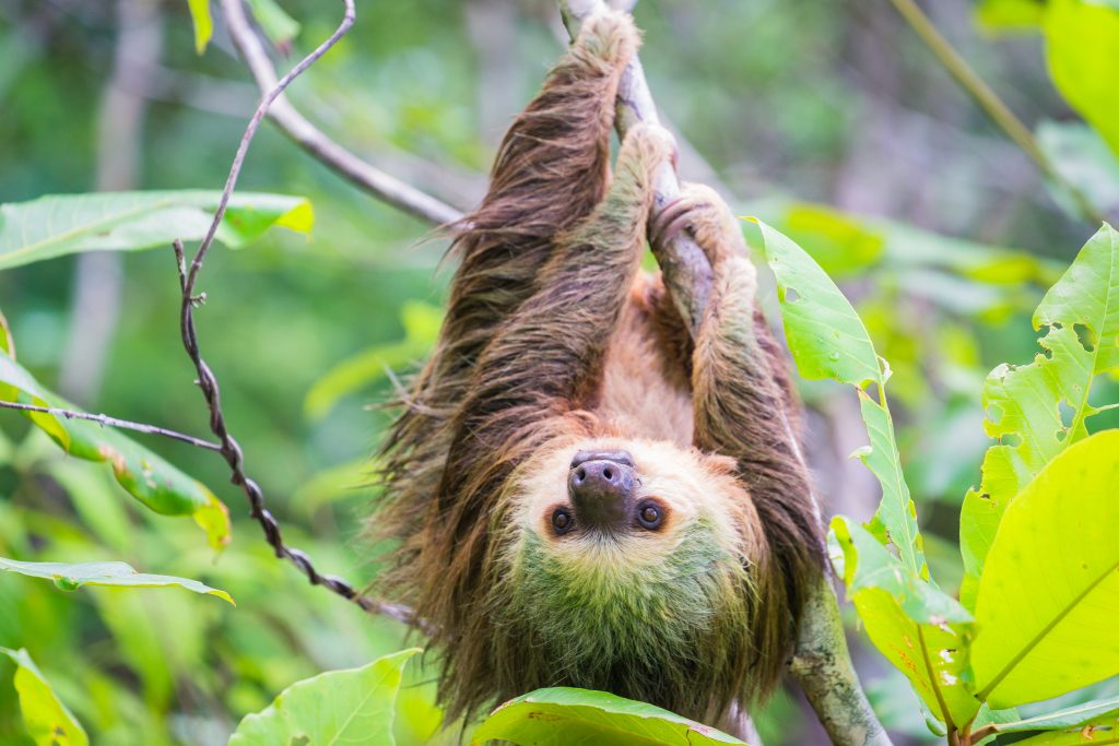 Panama Wildlife