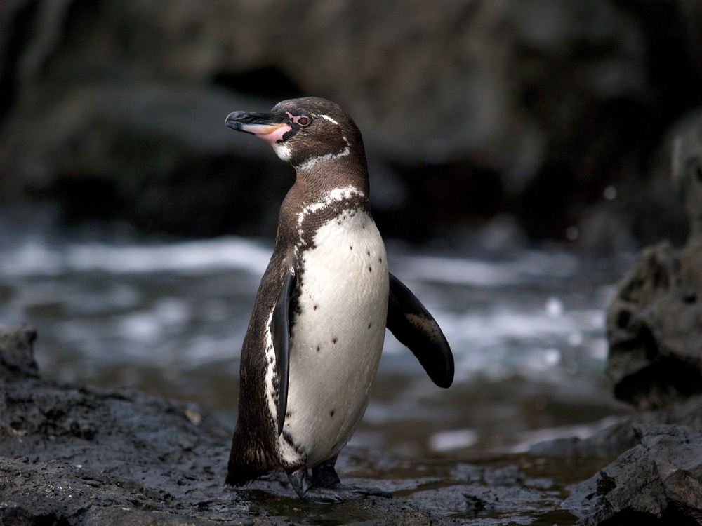 galapagos penguin