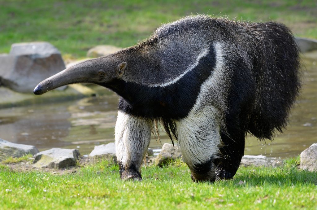 Giant Anteater