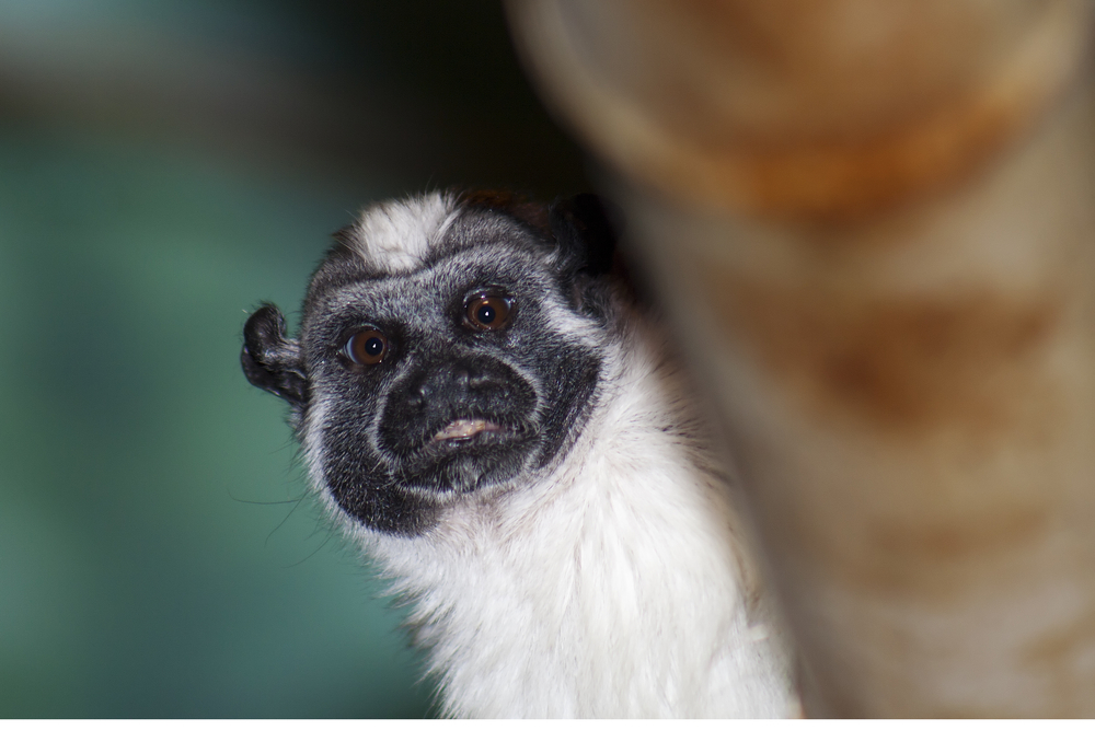 Panamanian tamarins.