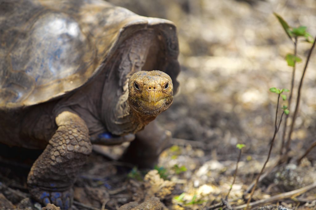 A Galapagos tortoise eating leaves, Santa Cruz, Galapagos